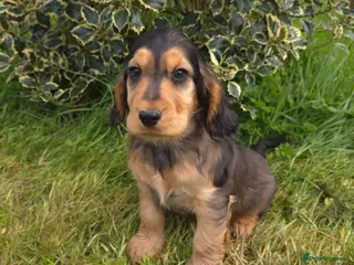 Cocker Spaniel dogs ⭐️ 1 sable boy left available ⭐️ - Advert 4