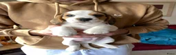 Beagle dogs for sale: Beautiful home reared chunky beagle pups - Advert 7
