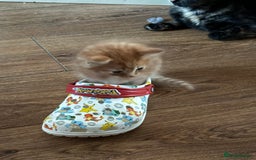 British Shorthair cats for sale: Gorgeous British Shorthair Babies full Flea & Worm - Image 11