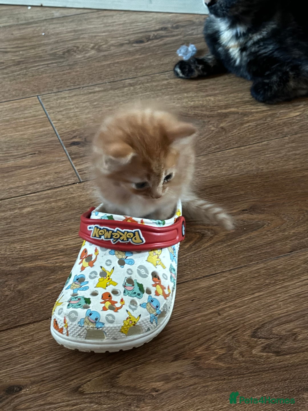 British Shorthair cats for sale: Gorgeous British Shorthair Babies full Flea & Worm - Image 11