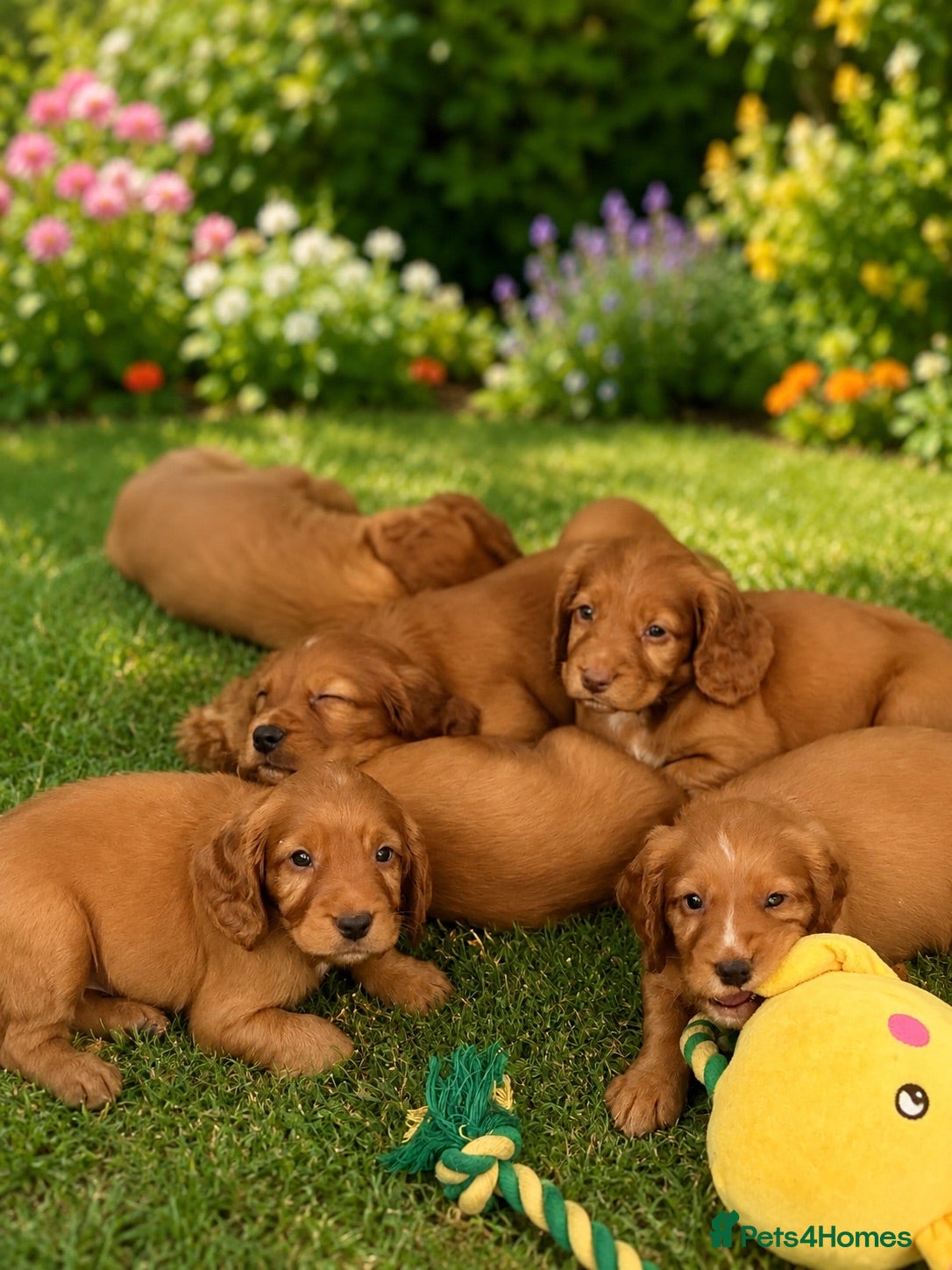 Cocker Spaniel dogs Dark Golden Cocker Spaniels 3 Boys  - Advert 1
