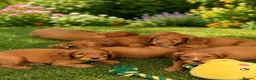 Cocker Spaniel dogs for sale: Only 2 boys - Dark Golden Cocker Spaniels  - Advert 14