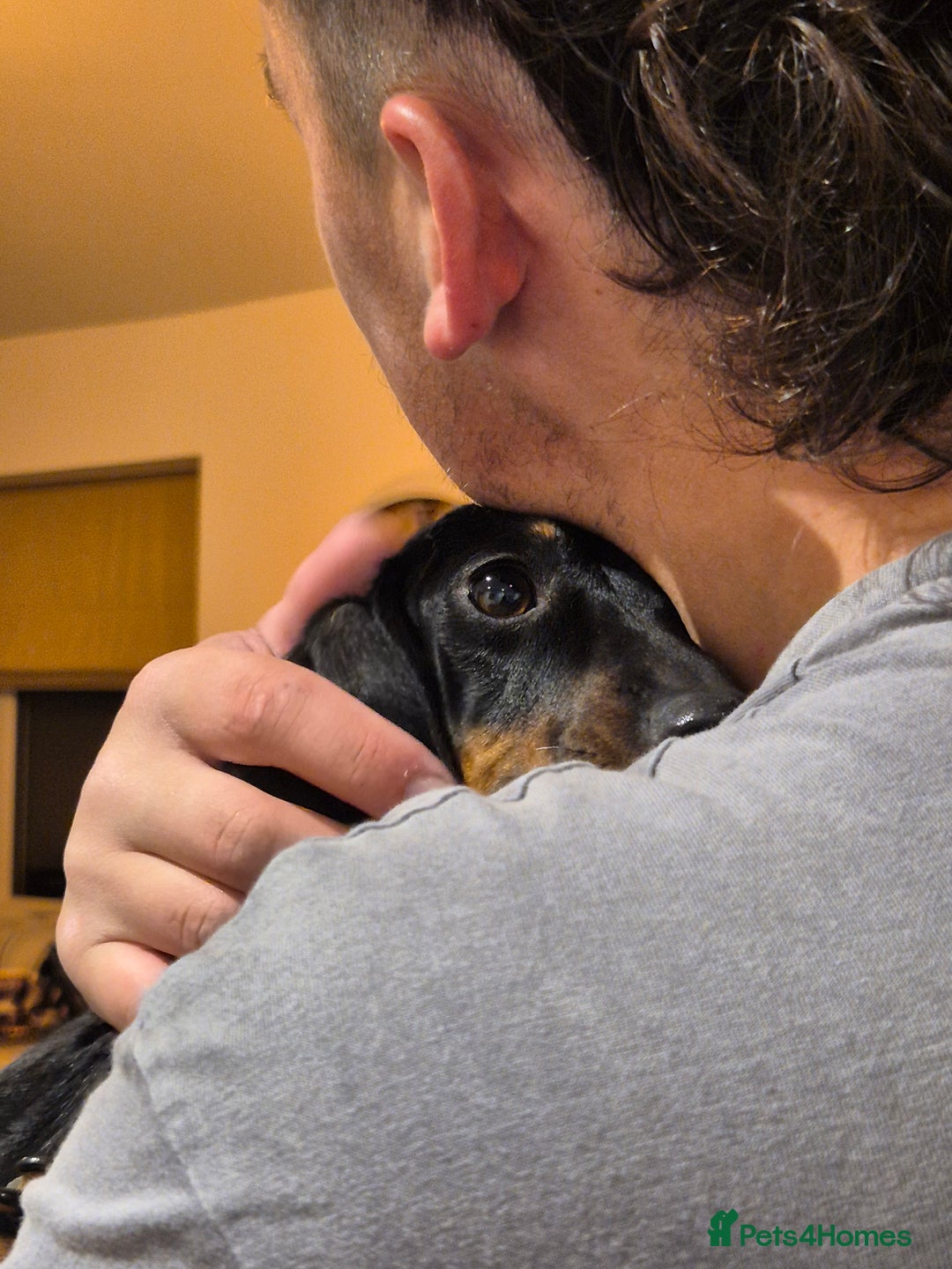 Miniature Dachshund dogs for sale: Miniature dachshund female - Image 16