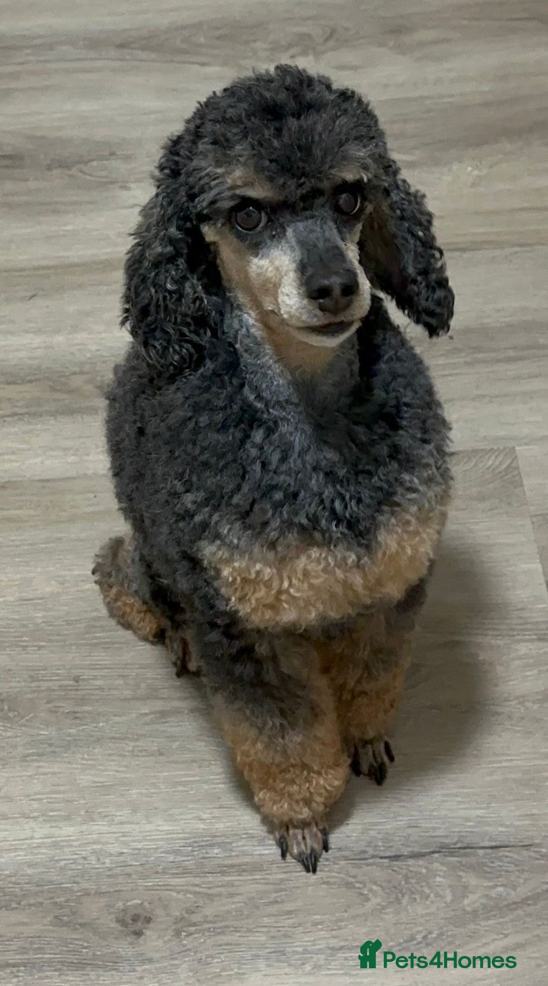 Toy Poodle dogs for sale: REHOMING male toy poodle  - Advert 1