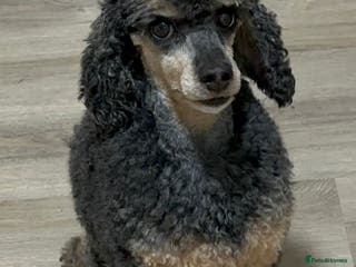 Toy Poodle dogs REHOMING male toy poodle - Advert 1