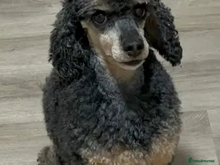 Toy Poodle dogs REHOMING male toy poodle - Advert 9