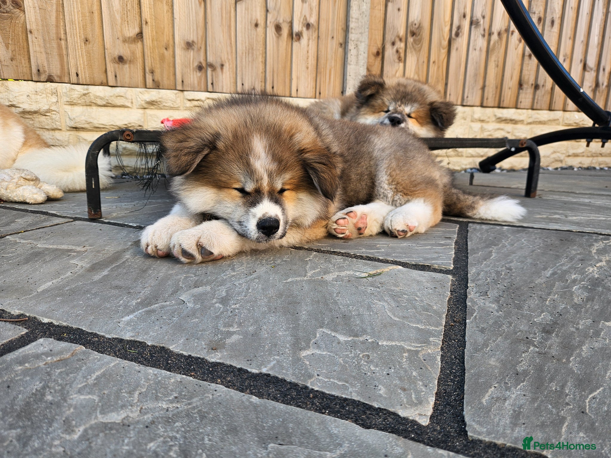 Japanese Akita Inu dogs for sale: RKC Registered Long-Coat Female - Advert 19