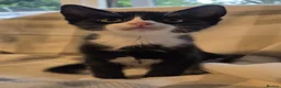 Mixed Breed cats for sale: BEAUTIFUL KITTENS in Glasgow - Advert 6