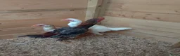 Chickens poultry for sale: 3 beautiful Ko Shamo's - Advert 3