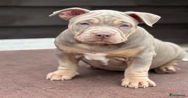 American Bully dogs - Advert 1