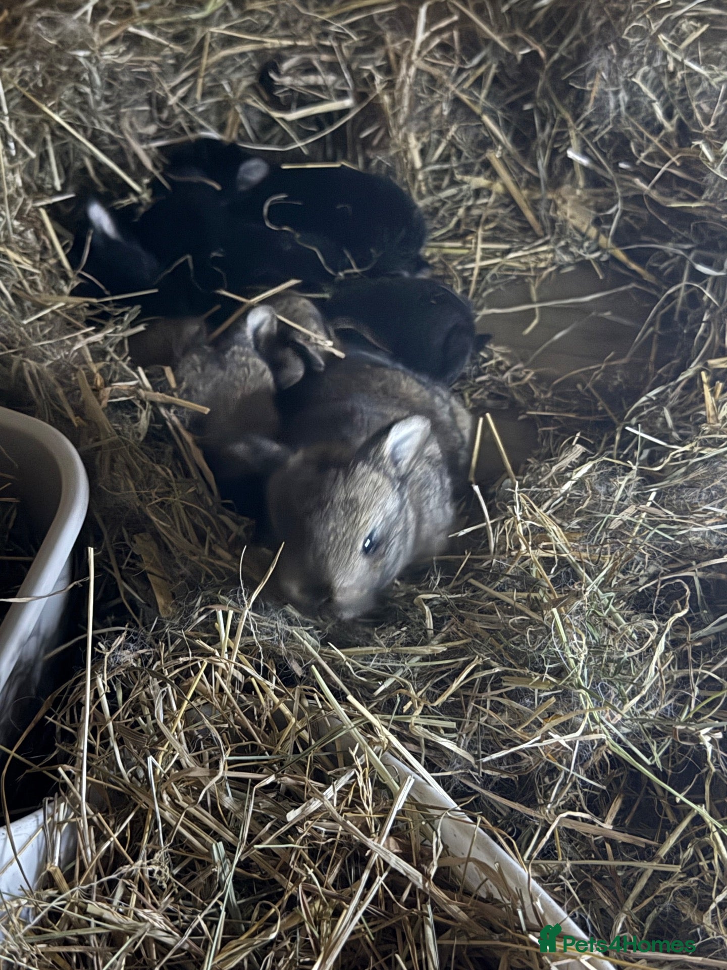 Lionhead rabbits Netherland x lop - Advert 20