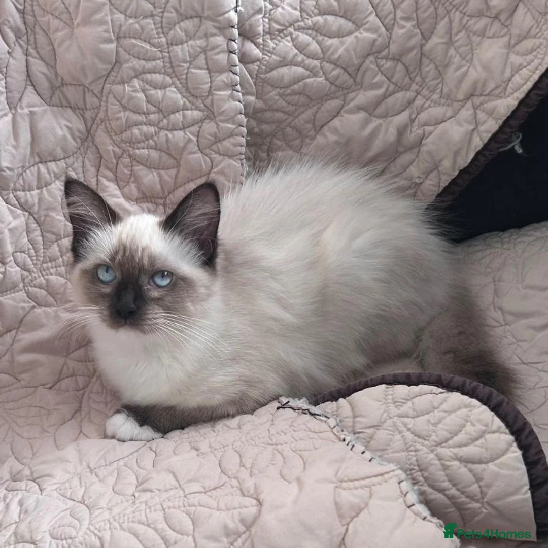 Ragdoll cats for sale: ragdoll kittens for sale  in Bristol - Advert 3