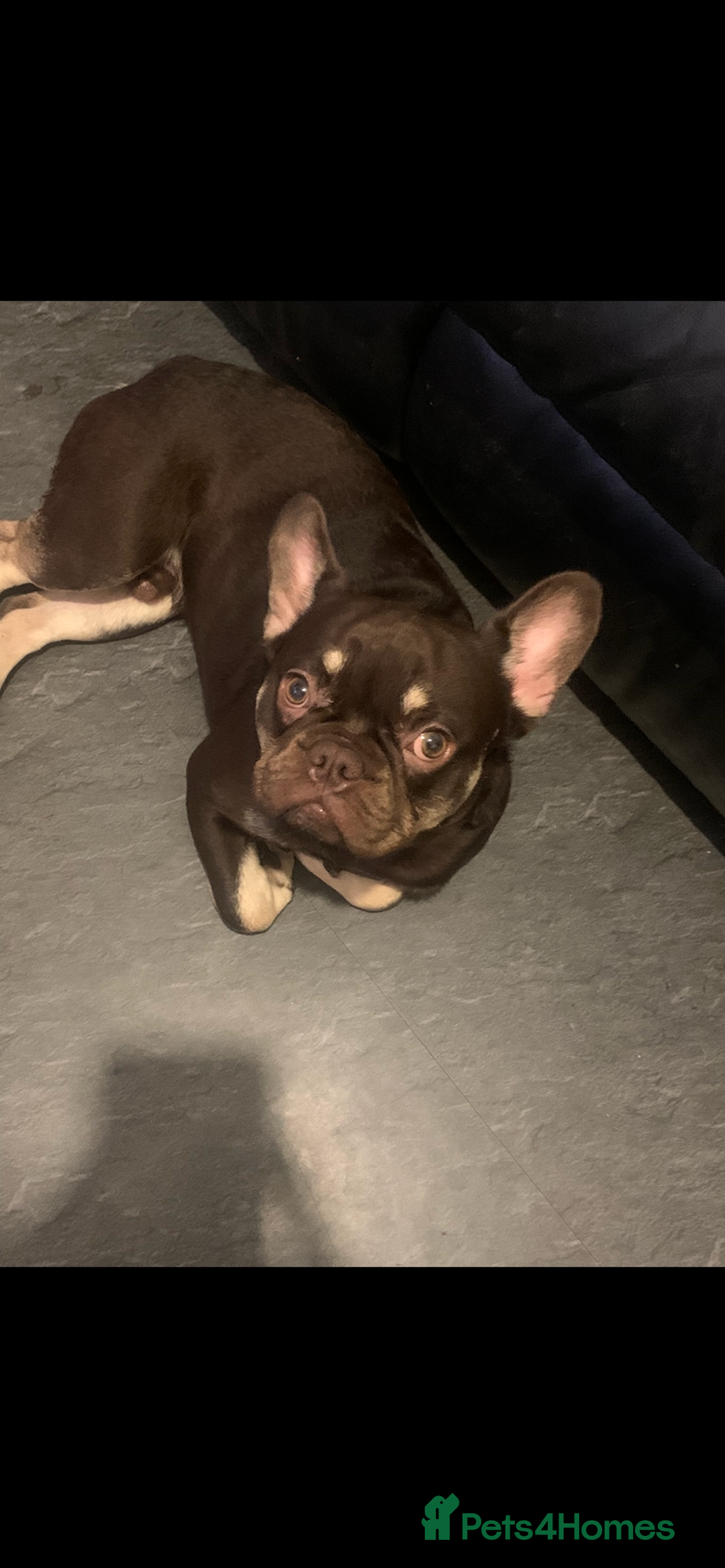 French Bulldog dogs for sale: French bulldog - Advert 5