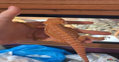 Bearded Dragon reptiles - Advert 10