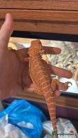 Bearded Dragon reptiles 🔥Last clutch🔥 Baby bearded dragons 🔥2 Left 🔥 - Advert 6