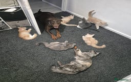 Maine Coon cats for sale: Ready now boys Mainecoon tica registered  - Image 13