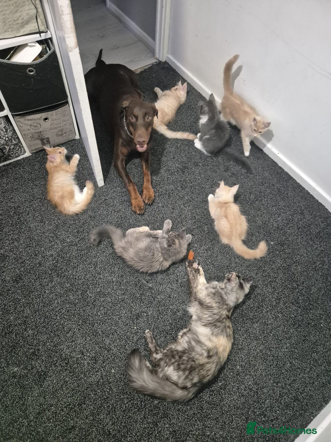 Maine Coon cats for sale: Ready now boys Mainecoon tica registered  - Image 13