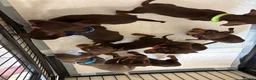 Miniature Dachshund dogs for sale:  Ready To Leave❤️Miniature Dachshund Puppies  - Advert 7