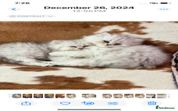 Persian cats for stud: ⭐️PERSIAN CHINCHILLA  PEDIGREE  STUD⭐️ in Gerrards Cross - Image 11