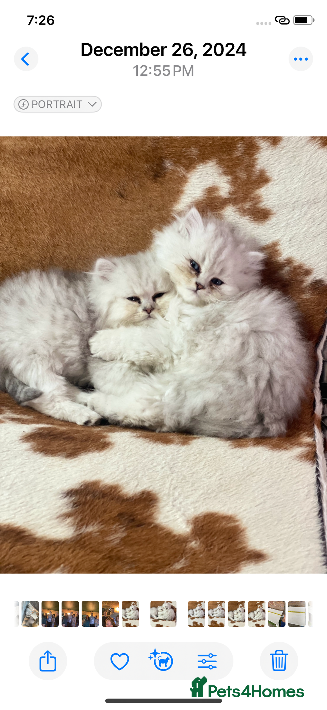 Persian cats for stud: ⭐️PERSIAN CHINCHILLA  PEDIGREE  STUD⭐️ in Gerrards Cross - Image 11