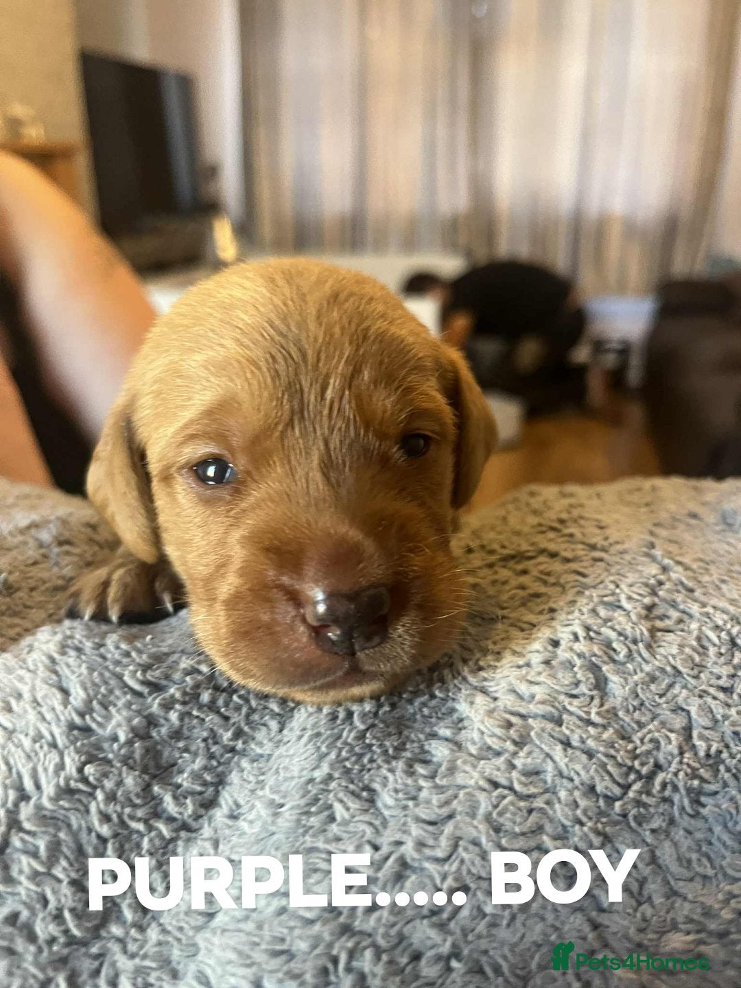 Labrador Retriever dogs for sale: KC LABRADORS - Image 6