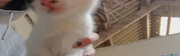 Mixed Breed cats for sale: Farm kittens black and white - Advert 11