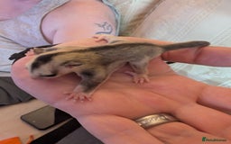 Sugar Glider rodents for sale: Male sugar gliders in Macclesfield - Image 4