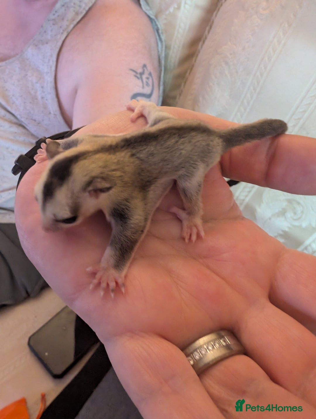 Sugar Glider rodents for sale: Male sugar gliders in Macclesfield - Image 4