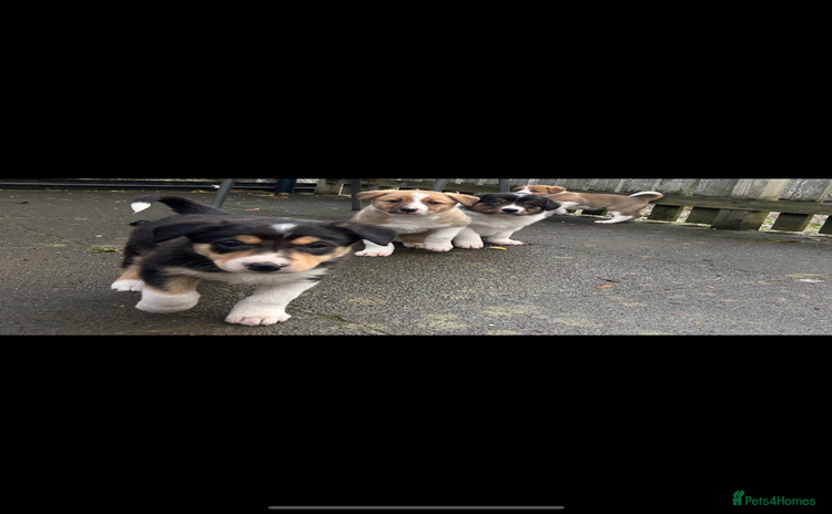 Border Collie dogs - Advert 7
