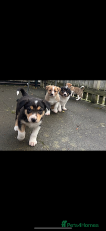Border Collie dogs - Advert 7