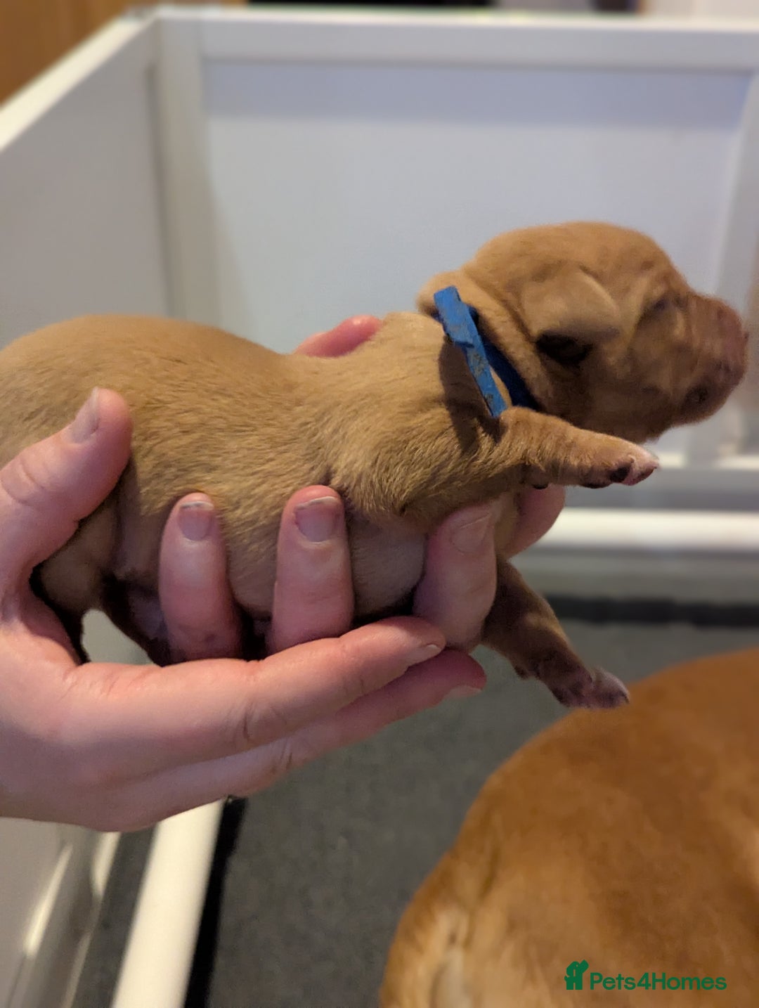 Labrador Retriever dogs for sale: Fox Red Working Labrador Retriever Puppies - Advert 8