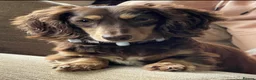 Dachshund dogs for sale: Long haired miniature dachshund  - Advert 1