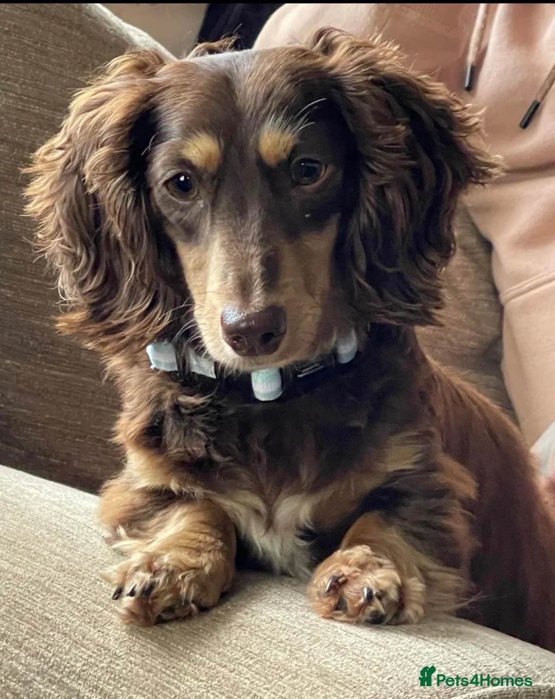 Dachshund dogs for sale: Long haired miniature dachshund  - Advert 1