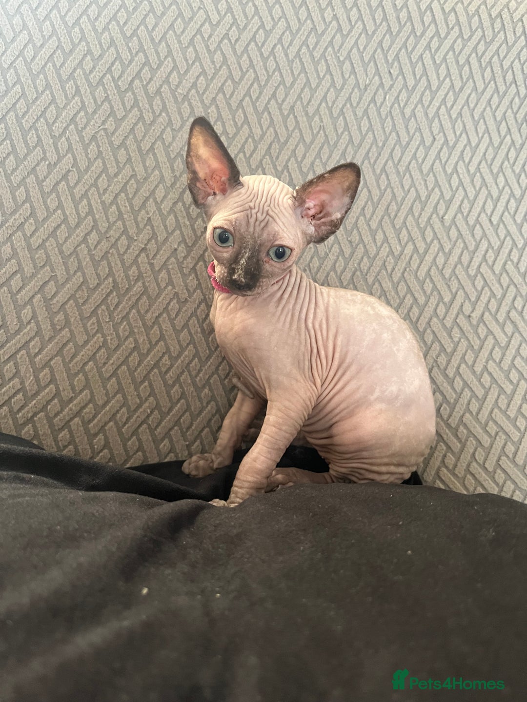 Sphynx cats for sale: 5 Playful & Affectionate Sphynx Kittens - Image 10