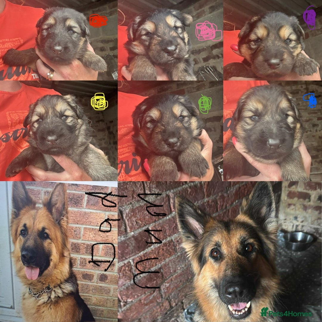 German Shepherd dogs for sale: German shepherd puppies  - Image 21