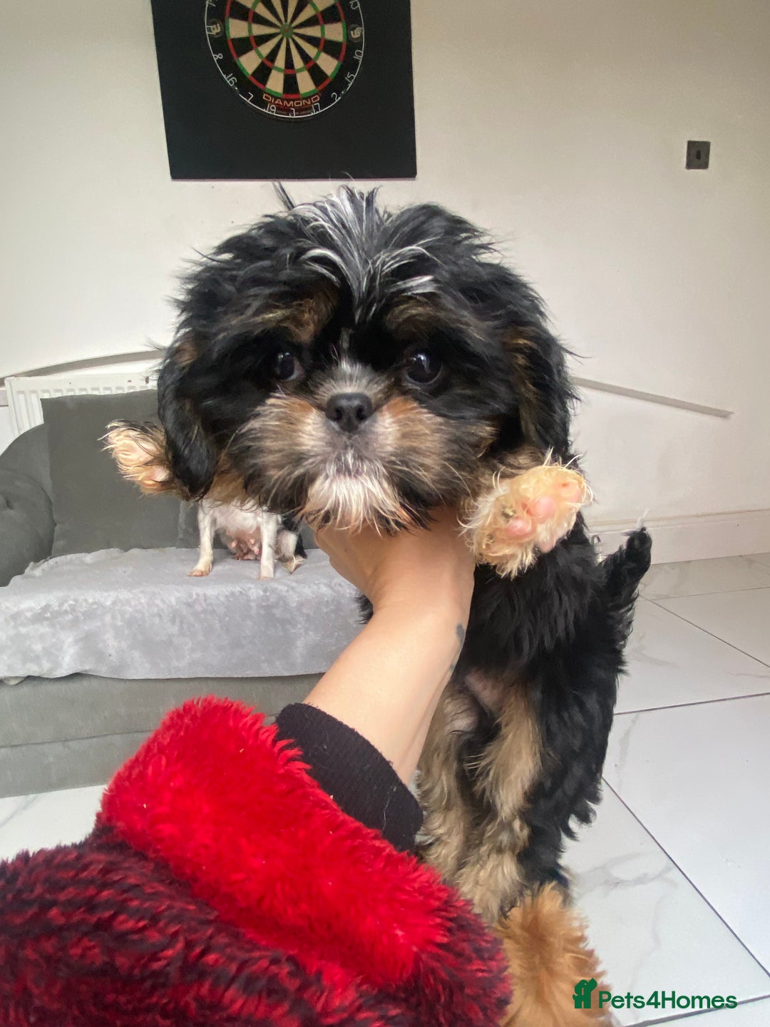 Cava Tzu dogs for sale: ** READY NOW **  CAVATZU CAVASHI BOYS  - Advert 2