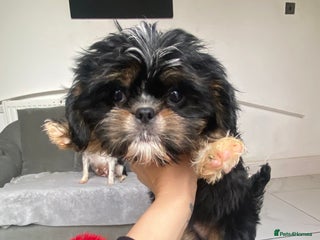 Cava Tzu dogs ** READY NOW ** CAVATZU CAVASHI BOYS - Advert 11