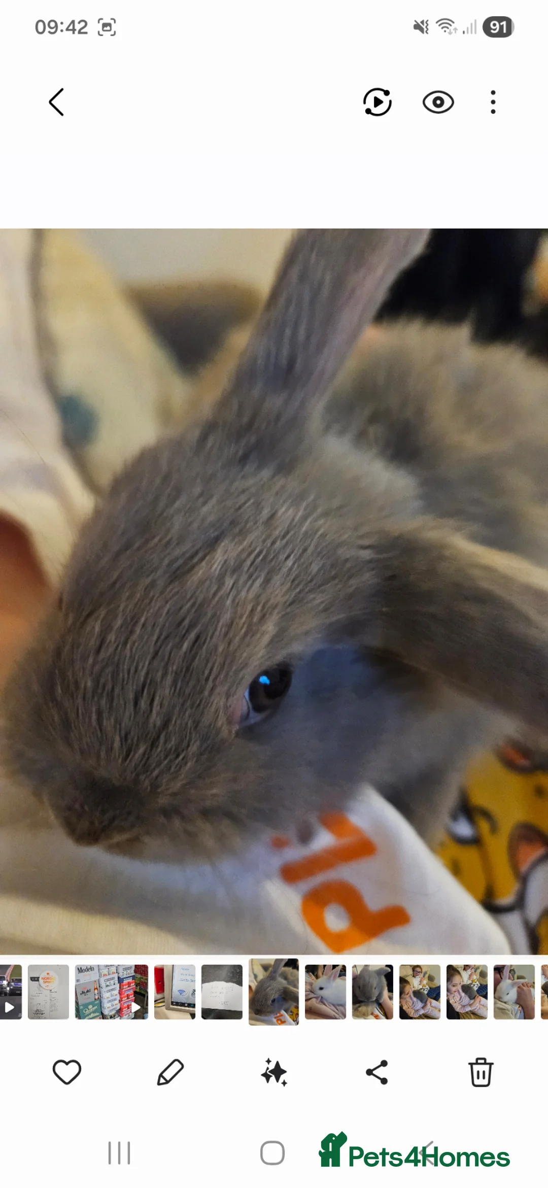Mixed Breed rabbits for sale: Ready to go 4 baby bunnies  - Advert 2