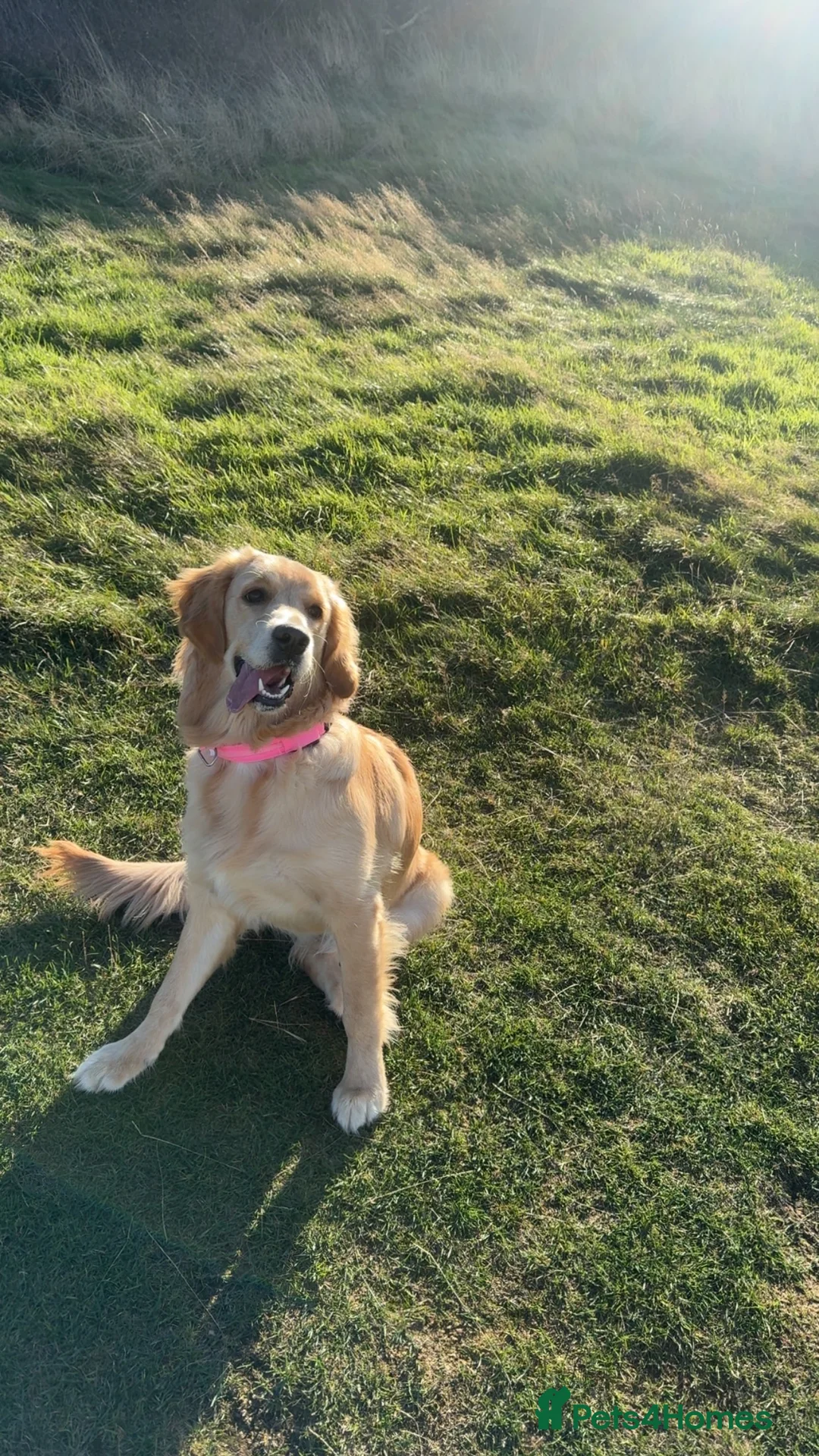 Mixed Breed dogs for sale: Golden Retriever x Rottweiler Puppies - Edinburgh in Edinburgh - Advert 8