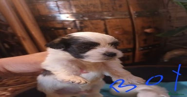 Mixed Breed dogs - Advert 7