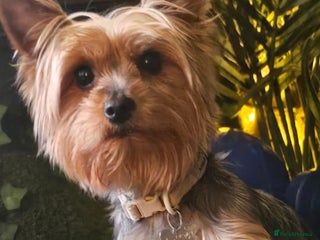 Yorkshire Terrier dogs Yorkshire terrier mini - Advert 2