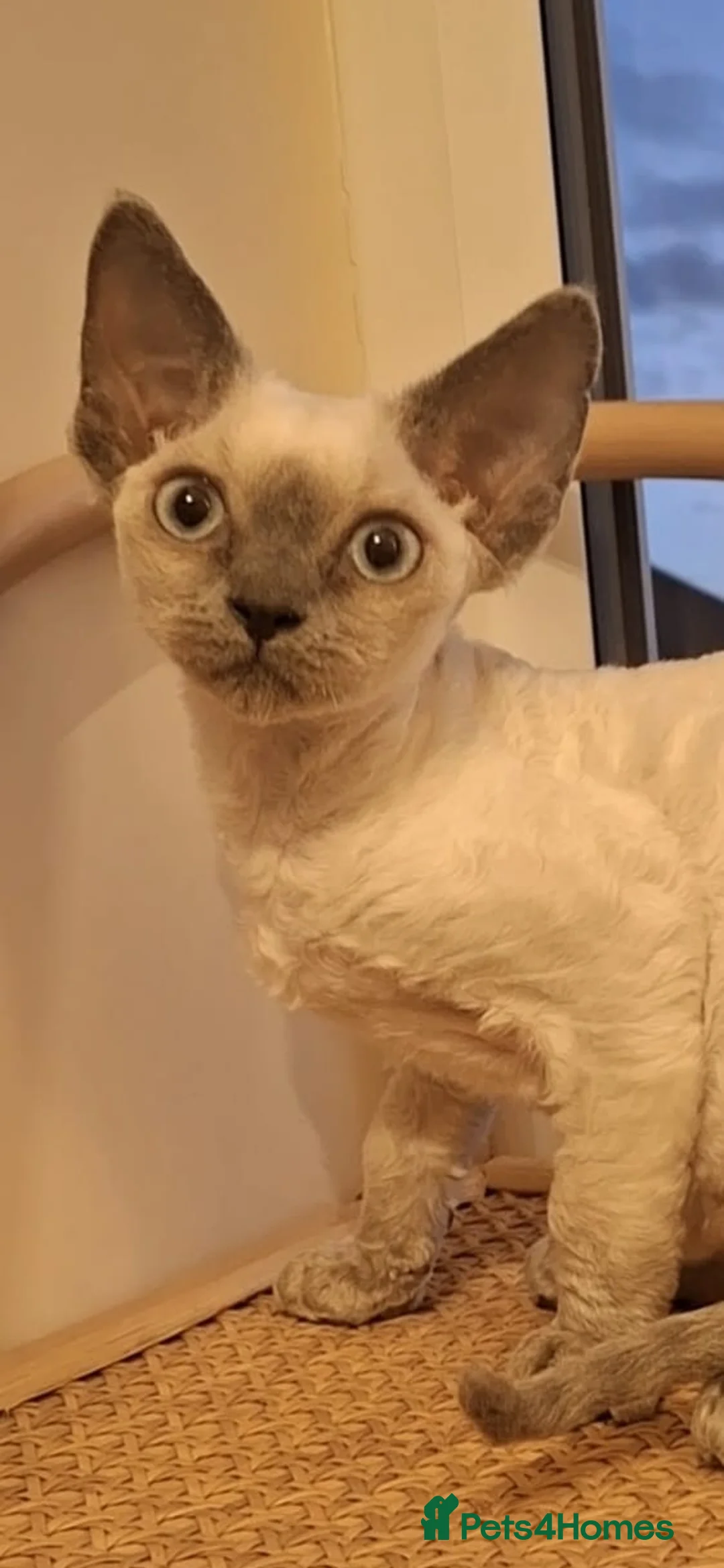 Devon Rex cats for sale: Devon Rex girl, very cuddly🌸 - Advert 1