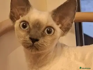 Devon Rex cats Devon Rex girl, very cuddly🌸 - Advert 13