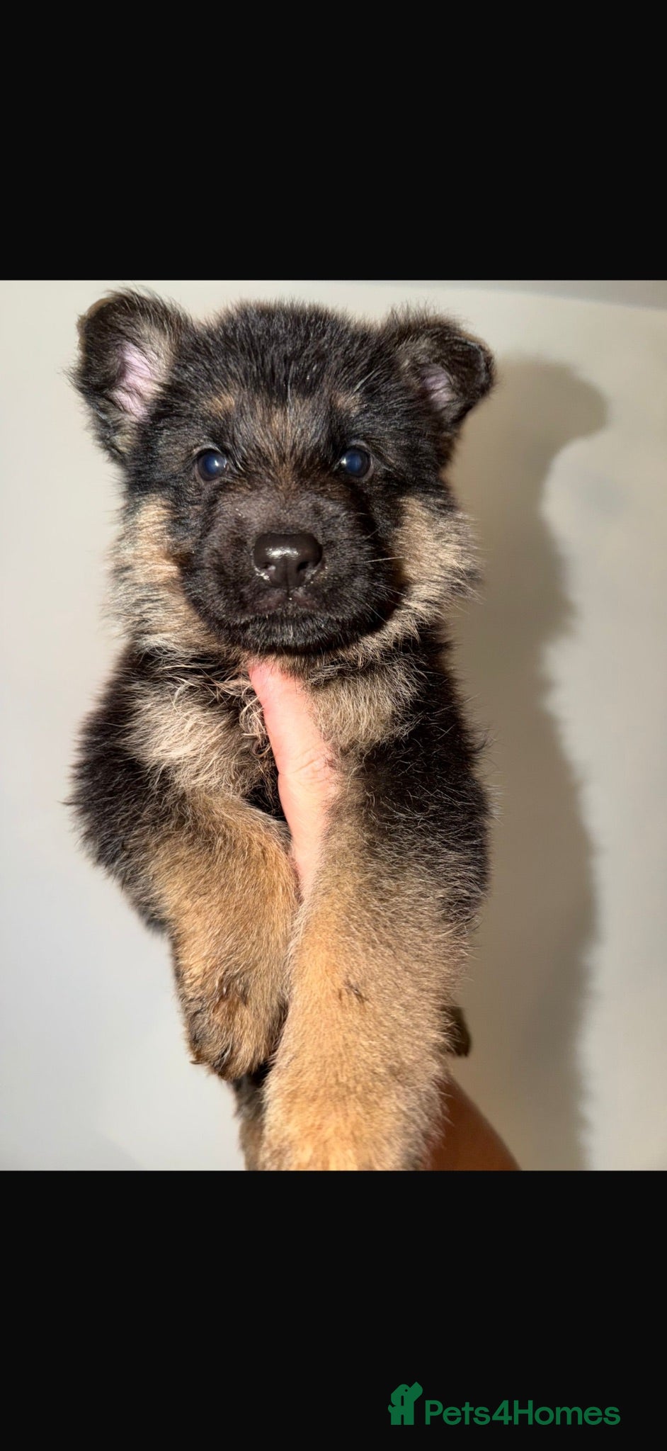 German Shepherd dogs German Shepard puppies  - Advert 2