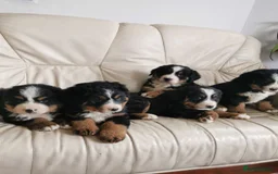 Bernese Mountain Dog dogs for sale: Bernese Mountain Dog – Best Friend for Life ❤️ - Image 6