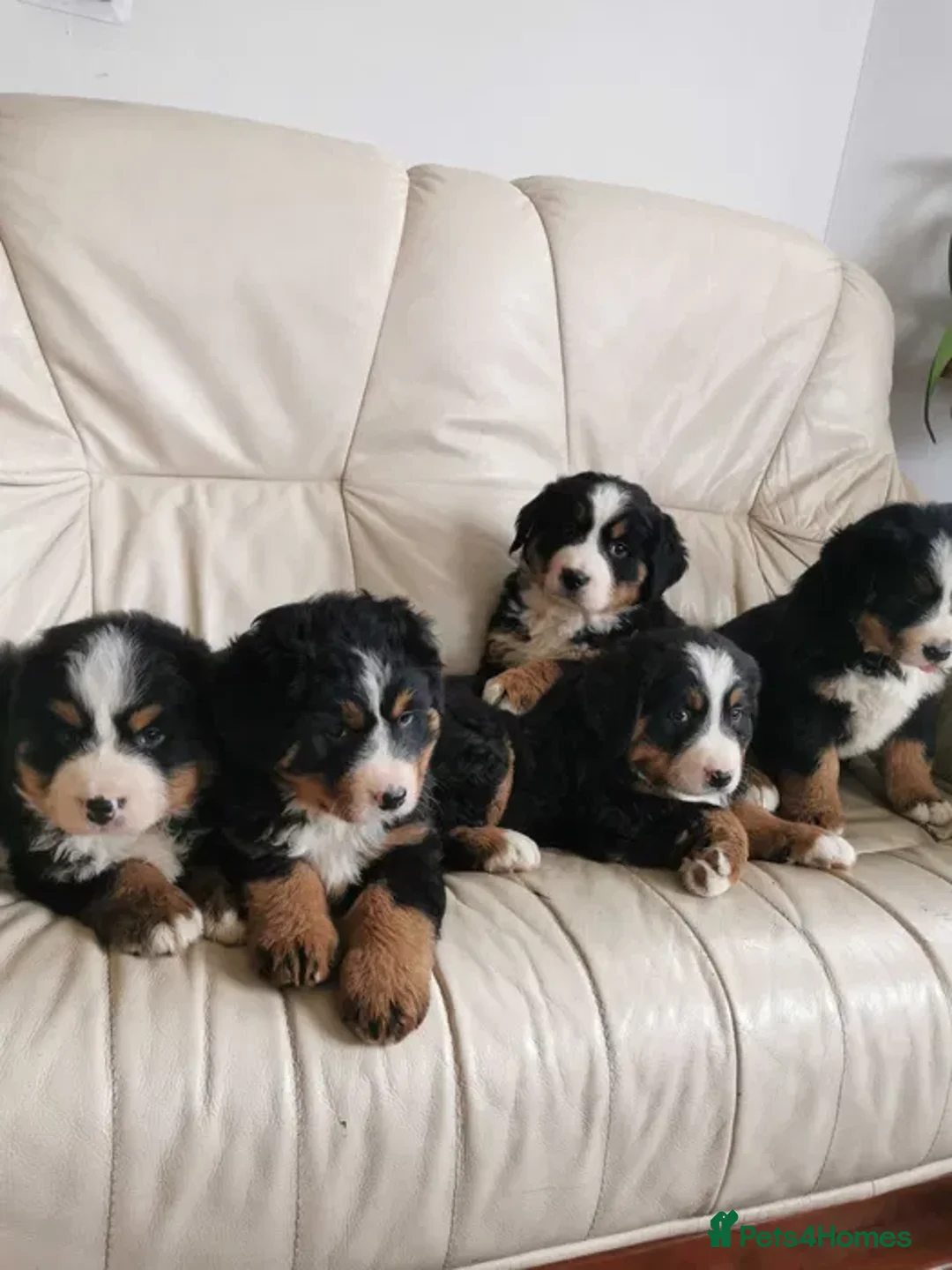Bernese Mountain Dog dogs for sale: Bernese Mountain Dog – Best Friend for Life ❤️ - Image 6