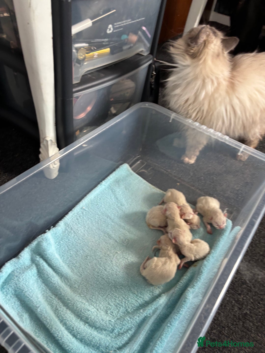 Ragdoll cats for sale: Ragdoll kittens  - Image 29