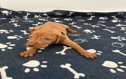 Hungarian Vizsla dogs for sale: KC registered Vizsla puppies  in Tiverton - Image 6