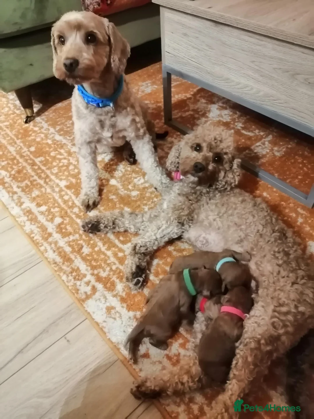 Cockapoo dogs for sale: Cockapoos - Advert 2