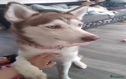 Siberian Husky dogs for sale: Female siberian husky - Advert 9